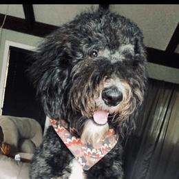 Ireland - Sheepadoodle