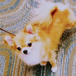 Emmett - Chihuahua
