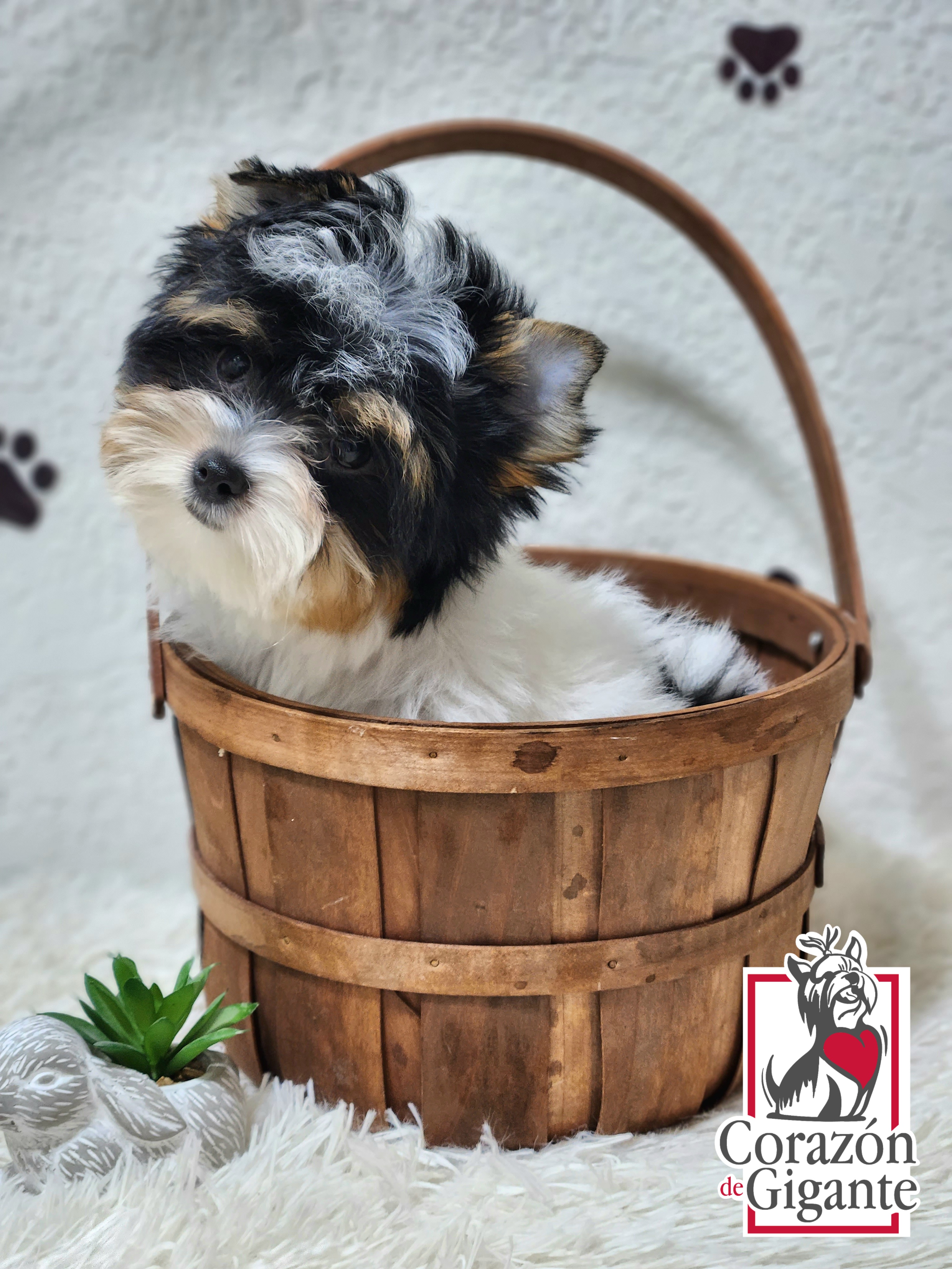 Biewer Terrier and Yorkshire Terrier Puppies from Corazón de gigante