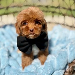 Half Dollar - Red male Australian Labradoodle puppy in Calhoun, Louisiana from Arrowhead Australian Labradoodles