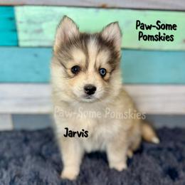 Jarvis - Silver and white male Pomsky puppy in Krum, Texas from Paw-Some Pomskies