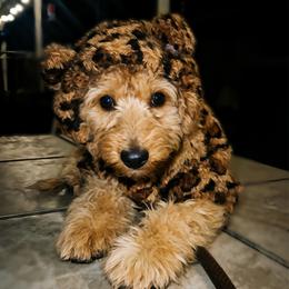 Purple Collar - aka Yellowstone National Park - Phantom female Goldendoodle puppy in Eunice, Louisiana from Maison De Pawz