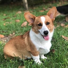 Pumpkin - Pembroke Welsh Corgi