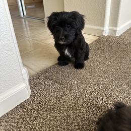Misty knight - Black and white female Assorted Doodle Crosses puppy in Elk Grove, California from Furbabys