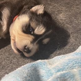 Sarg - Black and white male Siberian Husky puppy in Diamond Lake, Washington from Husky Haven WA