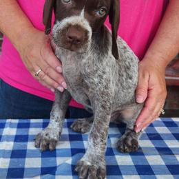 Grey - Liver and white German Shorthaired Pointer puppy in Gerald, Missouri from Showme GSPs