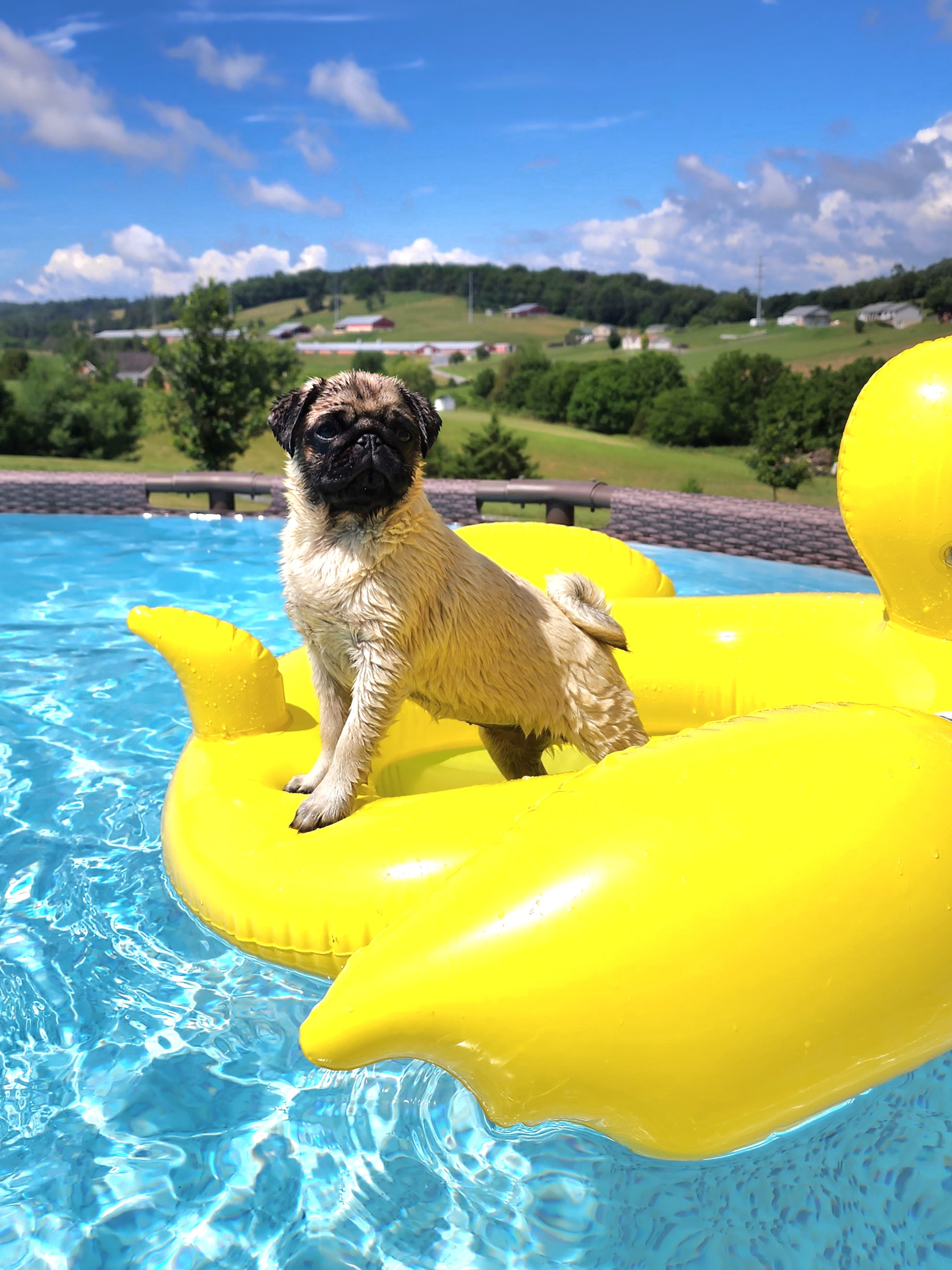 Pug on an inflatable yellow ducky in a pool