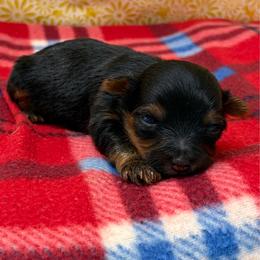 Jackson TEACUP - Blue and gold male Yorkshire Terrier puppy in Monticello, Iowa from Ashley’s Puppies