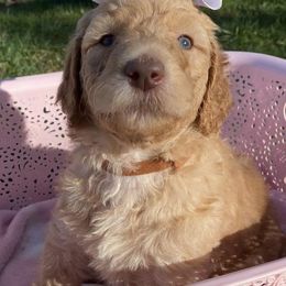 Goldendoodles and Pugs from M & L Pups