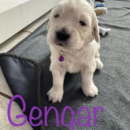 Golden Retriever Puppies from English Creams of Morningstar
