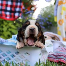 Sailor - Black brown and white male Basset Hound puppy in Pollock, Missouri from Northstar