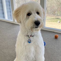 Bernedoodle and Goldendoodle All Grown Up from Lincoln Avenue Doodles