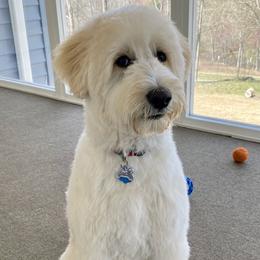 Bernedoodle and Goldendoodle All Grown Up from Lincoln Avenue Doodles
