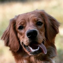 Companion Crosses from PNW Mini Golden Retrievers