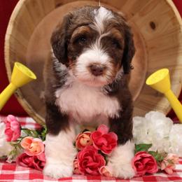 Matthew - Brown and white male Bernedoodle puppy in Peyton, Colorado from Peyton Doodles