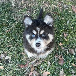 Rapunzel - Black and white female Pomsky puppy in Henderson, Kentucky from Paris Pomskies