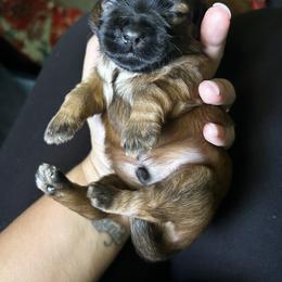 Shih Tzu Puppies from Adam & Eve Pups CT