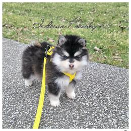 Winnie - Black and white female Pomsky puppy in North Liberty, Indiana from Indiana Pomsky