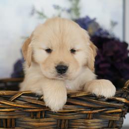 Ms Pink - Golden female Golden Retriever puppy in Moapa, Nevada from Little Bitta Luck Farms