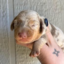 Snickerdoodle - Dapple male Dachshund puppy in New Mexico from Long Dog Ranch