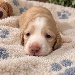 Wall-e - Cream male Dachshund puppy in Janesville, California from Elysian Creek Doxies