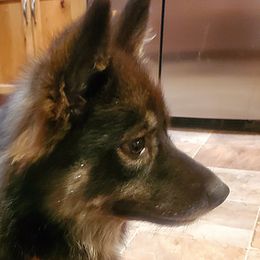Canyon - Pomsky