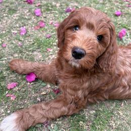 Alina - Apricot female Goldendoodle puppy in Scottsdale, Arizona from Cockadoodle Poo Puppies