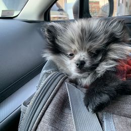 Pomeranian Puppies from Puppy Zen Den