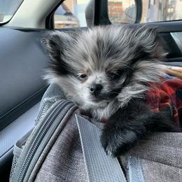 Pomeranian Puppies from Puppy Zen Den