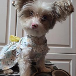 Perla - Yorkshire Terrier