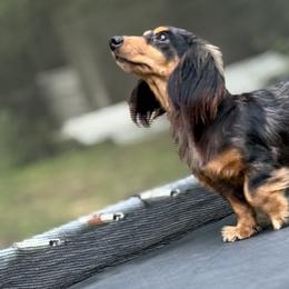 Dachshund puppies from Hillyard Ranch