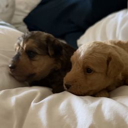 Puppy 3 Female Red - Red female Lakeland Terrier puppy in Avon Park, Florida from Kerifield Blue Terriers