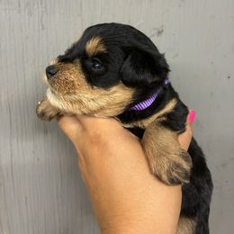 Purple - Black and silver female Miniature Schnauzer puppy in Sparta, North Carolina from New River Miniature Schnauzers and Anatolians