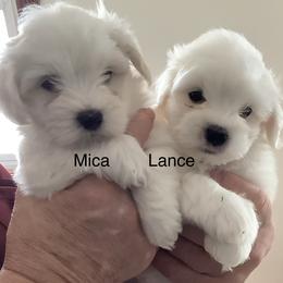 Coton de Tulear puppies from Marnac