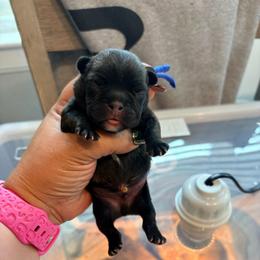 Blue collar - Brindle male French Bulldog puppy in Humble, Texas from Mary_Lands_dog_kennels