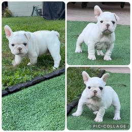 French Bulldog Puppies from Bailey Hedges