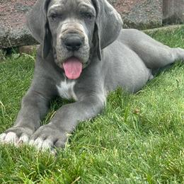 Flounder - Blue male Great Dane puppy in Grand Junction, Colorado from Top Brackett Danes