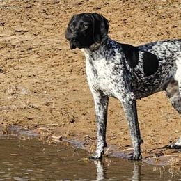 Jasmine - German Shorthaired Pointer
