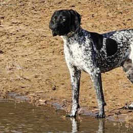 Jasmine - German Shorthaired Pointer