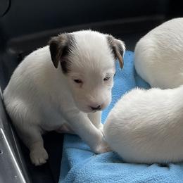 Parson Russell Terrier Puppies from spring canyon