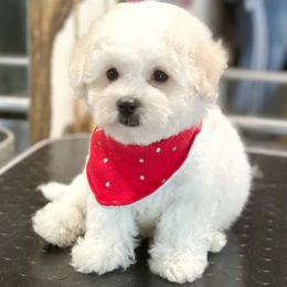 Bichon Frise and German Shepherd Puppies from Top Shepherd & French bulldog kennel