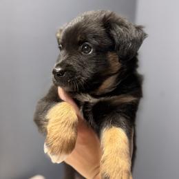 Miniature Australian Shepherd Puppies from Peace Creek Aussies