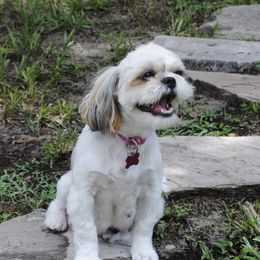 Francesca - Shih Tzu