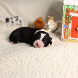 Goat - Black and white female Bernedoodle puppy in Seffner, Florida from TOP NOTCH PUPS- BERNEDOODLE BREEDER