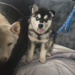 Alaskan Klee Kai, Pug, and Shiba Inu All Grown Up from khshibas-khpugs