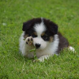 Australian Shepherd Puppies from Ausdauer Australian Shepherds