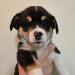 Glee - Black and tan male Pembroke Welsh Corgi puppy in Citrus Heights, California from The Joy of Corgis