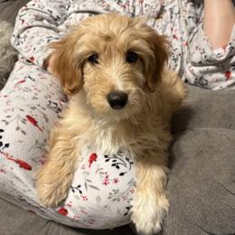 Sassafras - Red female Cavapoo puppy in Osseo, Michigan from Smiths Fluffy butts