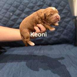 Keoni - Caramel red male Australian Labradoodle puppy in Alamo, Texas from QuiSal Labradoodles