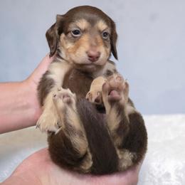Maximus - Chocolate and cream male Dachshund puppy in Oklahoma City, Oklahoma from OkieDoxieland Dachshunds